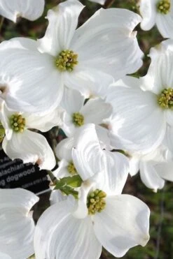 Jean's Appalachian Snow White Dogwood Tree - 7 Gallon Pot (5-6') 12 Jean's Appalachian Snow White Dogwood Tree - 7 Gallon Pot (5-6') -Outlet Drip Mingle Store cornus florida jeans appalachian snow white dogwood 5 1