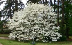 Native White Flowering Dogwood (Cornus Florida) - 3 Gallon Pot -Outlet Drip Mingle Store cornus florida white flowering dogwood 1