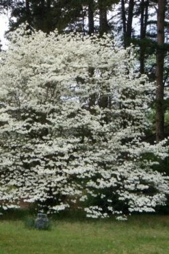 Native White Flowering Dogwood (Cornus Florida) - 3 Gallon Pot -Outlet Drip Mingle Store cornus florida white flowering dogwood 2