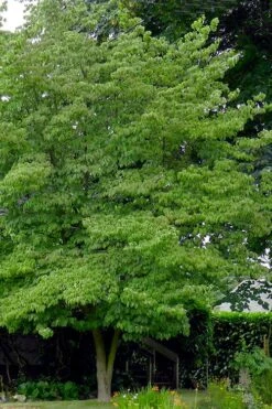 Native White Flowering Dogwood (Cornus Florida) - 3 Gallon Pot -Outlet Drip Mingle Store cornus florida white flowering dogwood 3