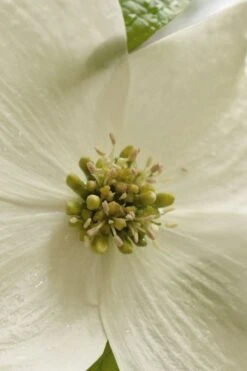 Native White Flowering Dogwood (Cornus Florida) - 3 Gallon Pot -Outlet Drip Mingle Store cornus florida white flowering dogwood 5
