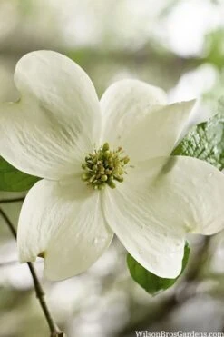 Native White Flowering Dogwood (Cornus Florida) - 3 Gallon Pot -Outlet Drip Mingle Store cornus florida white flowering dogwood 6