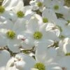 Native White Flowering Dogwood (Cornus Florida) - 3 Gallon Pot 2 Native White Flowering Dogwood (Cornus Florida) - 3 Gallon Pot -Outlet Drip Mingle Store cornus florida white flowering dogwood 7