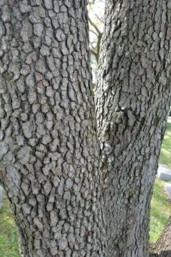 Native White Flowering Dogwood (Cornus Florida) - 3 Gallon Pot -Outlet Drip Mingle Store cornus florida white flowering dogwood 8