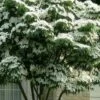 White Kousa Chinese Dogwood (Multi-Trunk) - 7 Gallon Pot (3-4') -Outlet Drip Mingle Store cornus kousa multi trunk white chinese dogwood tree 1