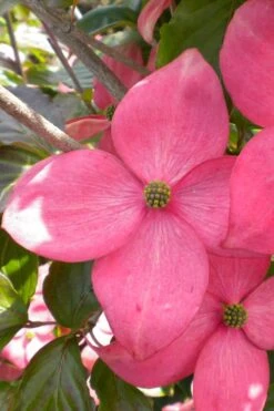 Pink Chinese Dogwood - Cornus Kousa 'Satomi' - 5 Gallon Pot -Outlet Drip Mingle Store cornus kousa satomi pink dogwood 20 2