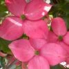 Pink Chinese Dogwood - Cornus Kousa 'Satomi' - 5 Gallon Pot 2 Pink Chinese Dogwood - Cornus Kousa 'Satomi' - 5 Gallon Pot -Outlet Drip Mingle Store cornus kousa satomi pink dogwood 21 2