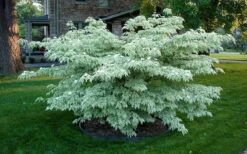 Wolf Eyes Variegated Kousa Dogwood - 5 Gallon Pot -Outlet Drip Mingle Store cornus kousa wolf eyes dogwood tree 20