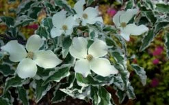 Wolf Eyes Variegated Kousa Dogwood - 5 Gallon Pot -Outlet Drip Mingle Store cornus kousa wolf eyes dogwood tree 21