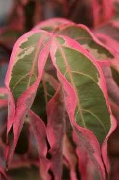 Wolf Eyes Variegated Kousa Dogwood - 5 Gallon Pot -Outlet Drip Mingle Store cornus kousa wolf eyes dogwood tree 22