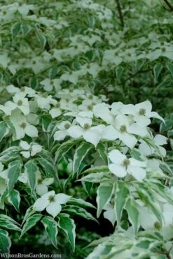 Wolf Eyes Variegated Kousa Dogwood - 5 Gallon Pot -Outlet Drip Mingle Store cornus kousa wolf eyes dogwood tree 24