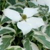 Wolf Eyes Variegated Kousa Dogwood - 5 Gallon Pot -Outlet Drip Mingle Store cornus kousa wolf eyes dogwood tree 25