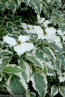 Wolf Eyes Variegated Kousa Dogwood - 5 Gallon Pot -Outlet Drip Mingle Store cornus kousa wolf eyes dogwood tree 26