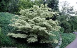 Wolf Eyes Variegated Kousa Dogwood - 5 Gallon Pot -Outlet Drip Mingle Store cornus kousa wolf eyes dogwood tree 30