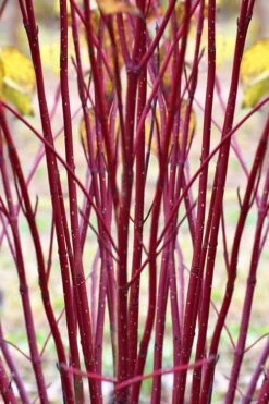Red Osier Red Twig Dogwood (Cornus Sericea) - 3 Gallon Pot -Outlet Drip Mingle Store cornus sericera red osier dogwood 1 3