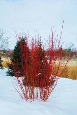 Red Osier Red Twig Dogwood (Cornus Sericea) - 1 Gallon Pot -Outlet Drip Mingle Store cornus sericera red osier dogwood 4 2