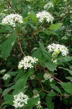 Red Osier Red Twig Dogwood (Cornus Sericea) - 2 Gallon Pot -Outlet Drip Mingle Store cornus sericera red osier dogwood 5