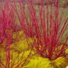 Red Osier Red Twig Dogwood (Cornus Sericea) - 1 Gallon Pot -Outlet Drip Mingle Store cornus sericera red osier dogwood 6 2