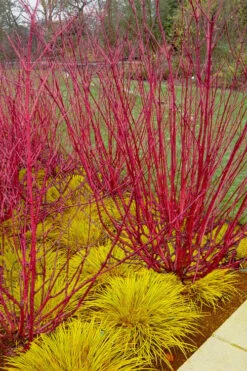 Red Osier Red Twig Dogwood (Cornus Sericea) - 3 Gallon Pot