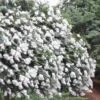 Acoma Weeping White Crape Myrtle - 6 Pack Of 1 Gallon Pots -Outlet Drip Mingle Store crape myrtle acoma 12