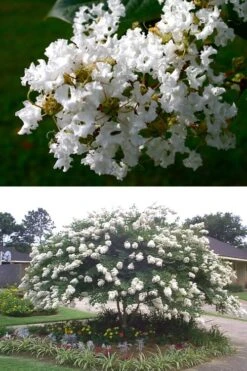 Acoma Weeping White Crape Myrtle - 6 Pack Of 1 Gallon Pots -Outlet Drip Mingle Store crape myrtle acoma 500x750 1