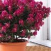 Berry Dazzle Dwarf Crape Myrtle - 1 Gallon Pot