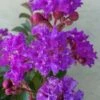 Catawba Purple Crape Myrtle - 3 Gallon Pot