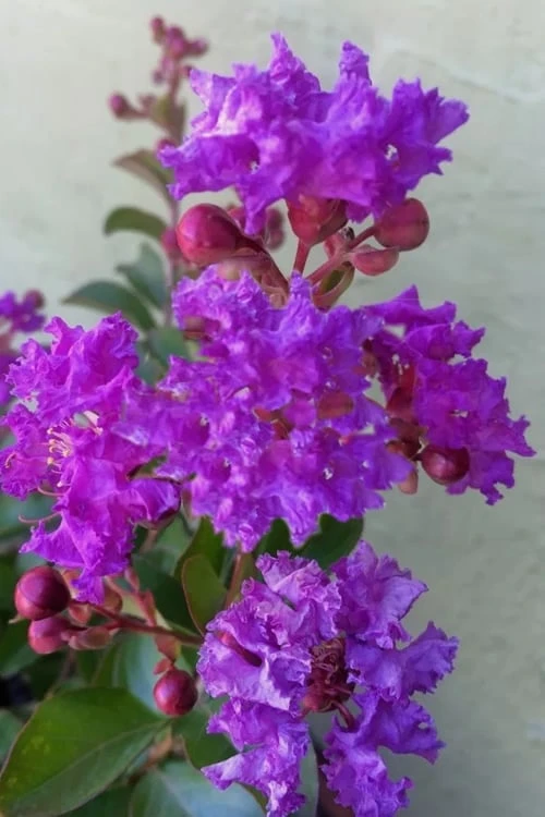 Catawba Purple Crape Myrtle - 3 Gallon Pot 3 Catawba Purple Crape Myrtle - 3 Gallon Pot