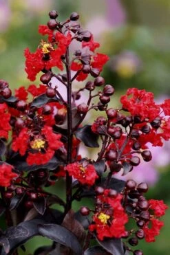 Center Stage Red Black Leaf Crape Myrtle - 3 Gallon Pot -Outlet Drip Mingle Store crape myrtle center stage red 1 1