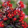 Center Stage Red Black Leaf Crape Myrtle -2 Gallon Pot -Outlet Drip Mingle Store crape myrtle center stage red 3