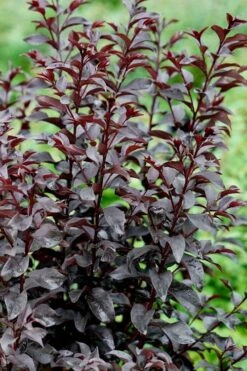 Center Stage Red Black Leaf Crape Myrtle -2 Gallon Pot -Outlet Drip Mingle Store crape myrtle center stage red 4