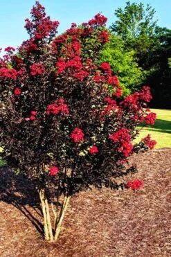 Center Stage Red Black Leaf Crape Myrtle - 3 Gallon Pot -Outlet Drip Mingle Store crape myrtle center stage red 5 1