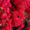 Cherry Dazzle Dwarf Crape Myrtle - 3 Gallon Pot -Outlet Drip Mingle Store crape myrtle cherry dazzle 30 1