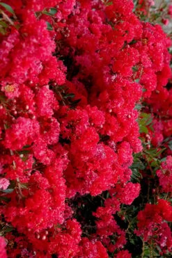 Cherry Dazzle Dwarf Crape Myrtle - 1 Gallon Pot -Outlet Drip Mingle Store crape myrtle cherry dazzle 30