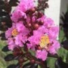 Delta Jazz Crape Myrtle - 3 Gallon Pot