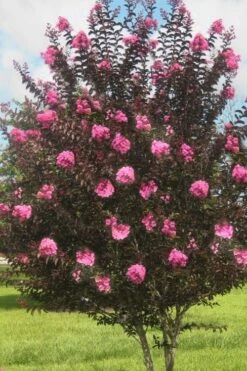 Delta Jazz Crape Myrtle - 3 Gallon Pot -Outlet Drip Mingle Store crape myrtle delta jazz 50 1