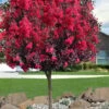 Double Dynamite Crape Myrtle Tree (Single Trunk Tree) - 7 Gallon Pot (5-6') -Outlet Drip Mingle Store crape myrtle double dynamite 100