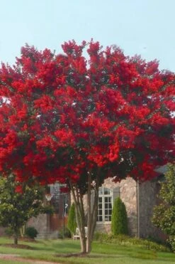 Dynamite Red Crape Myrtle - 7 Gallon Pot (5-6') -Outlet Drip Mingle Store crape myrtle dynamite 10 1