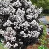 Lunar Magic Crape Myrtle Tree (Multi Trunk) - 3 Gallon Pot -Outlet Drip Mingle Store crape myrtle lunar magic 22