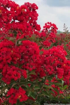 Miss Frances Red Crape Myrtle (Single Trunk Topiary Tree) - 5 Gallon Pot -Outlet Drip Mingle Store crape myrtle miss frances red 1 3