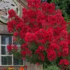 Miss Frances Red Crape Myrtle - 7 Gallon Pot (4-5') -Outlet Drip Mingle Store crape myrtle miss frances red 2 2