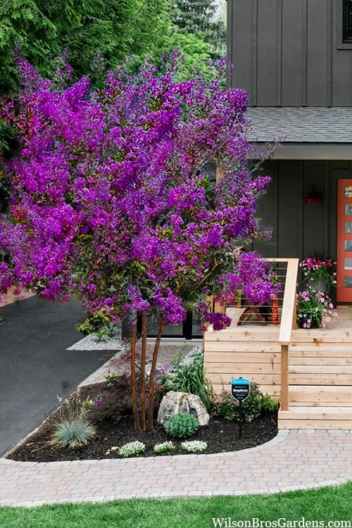 Miss Sandra Purple Crape Myrtle - 6 Pack Of 1 Gallon Pots 3 Miss Sandra Purple Crape Myrtle - 6 Pack Of 1 Gallon Pots