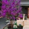 Miss Sandra Purple Crape Myrtle - 1 Gallon Pot
