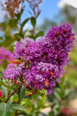 Miss Sandra Purple Crape Myrtle - 6 Pack Of 1 Gallon Pots 9 Miss Sandra Purple Crape Myrtle - 6 Pack Of 1 Gallon Pots -Outlet Drip Mingle Store crape myrtle miss sandra purple 2 1
