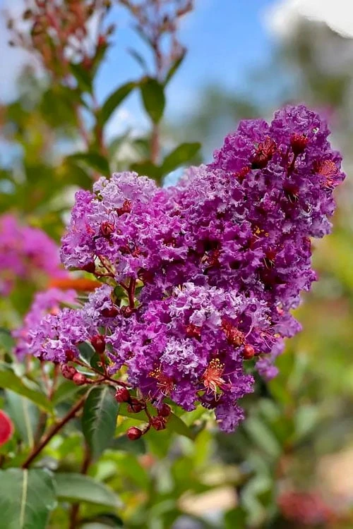 Miss Sandra Purple Crape Myrtle - 6 Pack Of 1 Gallon Pots 6 Miss Sandra Purple Crape Myrtle - 6 Pack Of 1 Gallon Pots - Image 4