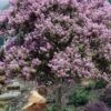 Muskogee Lavender Crape Myrtle Tree (Single Trunk) - 5 Gallon Pot 1 Muskogee Lavender Crape Myrtle Tree (Single Trunk) - 5 Gallon Pot -Outlet Drip Mingle Store crape myrtle muskogee 200