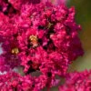 Princess Kylie Dwarf Crape Myrtle - 3 Gallon Pot -Outlet Drip Mingle Store crape myrtle princess kylie 1