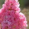 Sioux Pink Crape Myrtle - 1 Gallon Pot -Outlet Drip Mingle Store crape myrtle sioux pink 52
