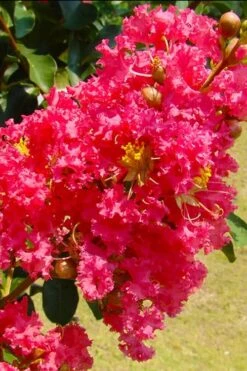 Tuscarora Watermelon Red Crape Myrtle - 5 Gallon Pot -Outlet Drip Mingle Store crape myrtle tuscarora 7