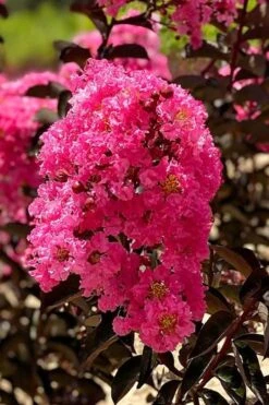 Twilight Magic Crape Myrtle Tree (Single Trunk) - 5 Gallon Pot -Outlet Drip Mingle Store crape myrtle twilight magic 1 1